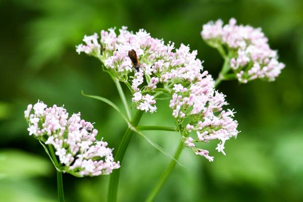 フィールドノート - 隠岐・西ノ島でハイキングを楽しもう！