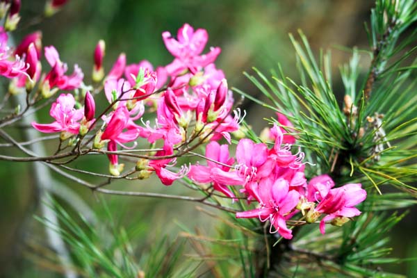 フィールドノート - 隠岐・西ノ島でハイキングを楽しもう！